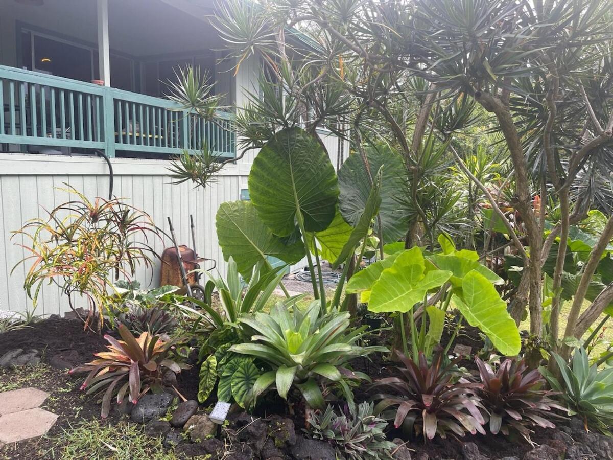 Seaside House And Aloha Bungalow Pahoa Exterior foto